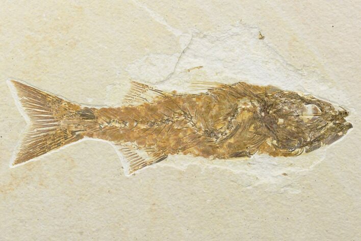 Uncommon, Fossil Fish (Mioplosus) - Wyoming #119650